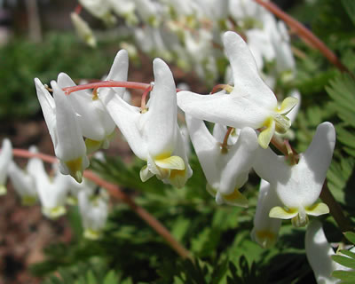 dicentra cucullaria 1750